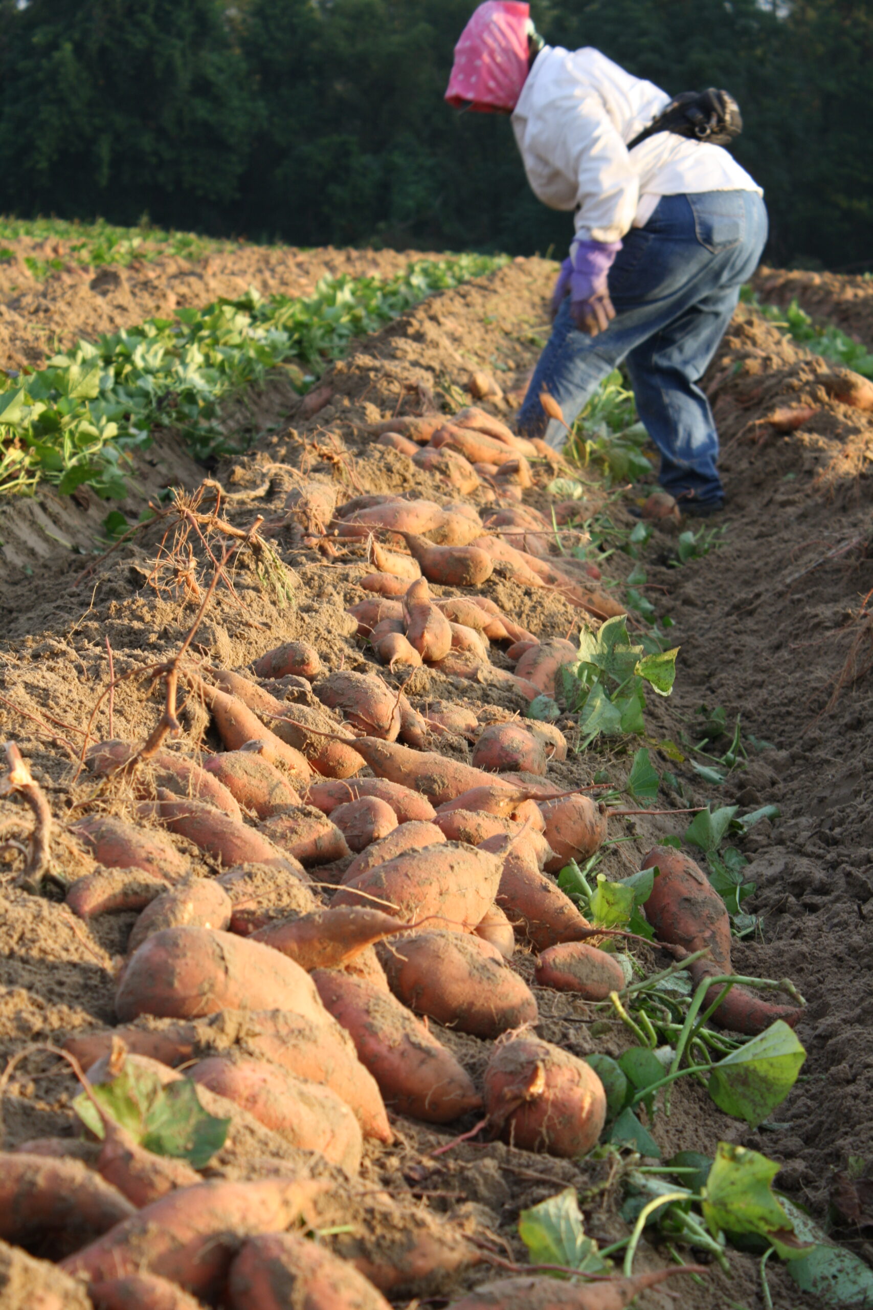 Patates douces récoltées en plein champ