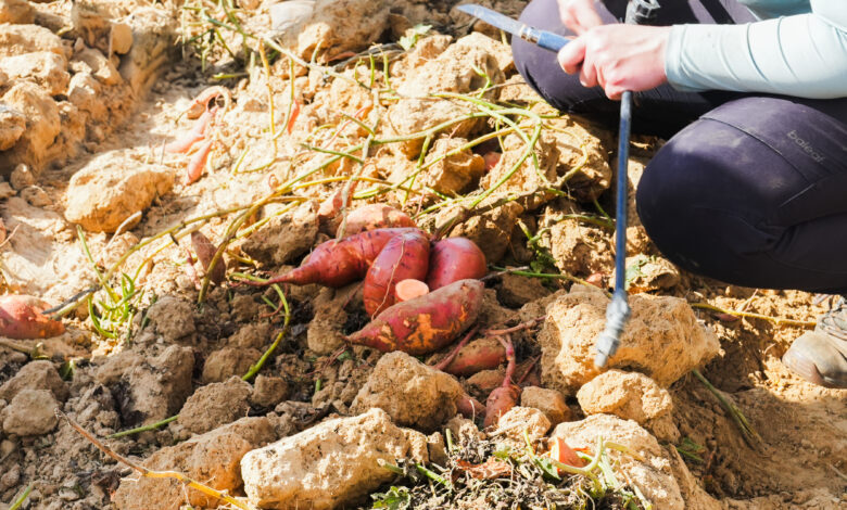 Récolte de patates douces dans un champ