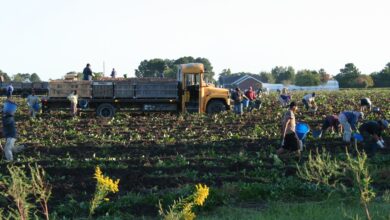 Équipe dans un champ de patates douces