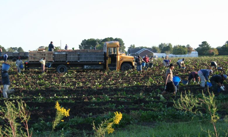 Équipe dans un champ de patates douces